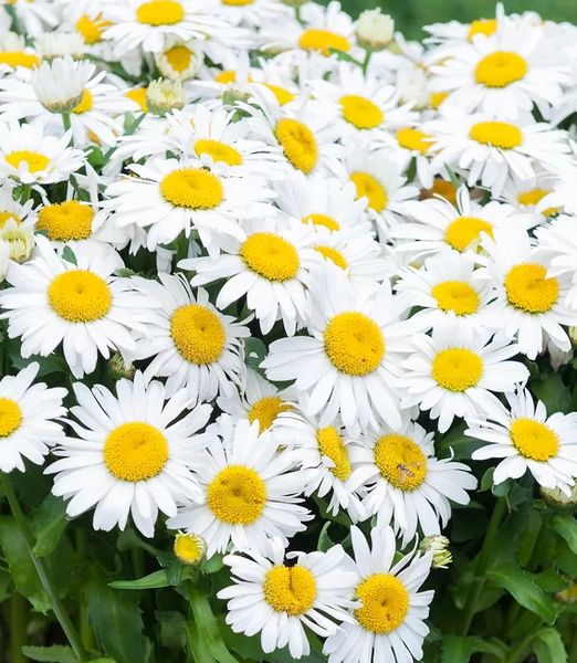 Leucanthemum x superbum 'Ooh La LaCrosse'